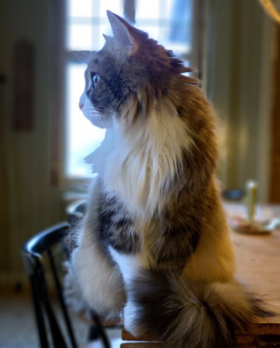 Sibirisk katt Ioata Arae